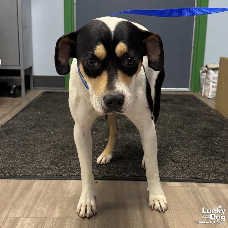 Alba thumbnail 2