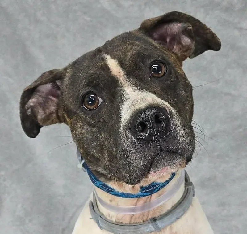 A young medium-sized female White / Cream Pit Bull Terrier dog named Iris for adoption in Newport, TN