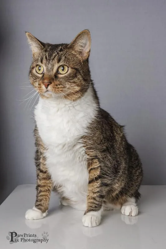 An adult medium-sized male Domestic Short Hair cat named Stumpy Picasso for adoption in Maryville, TN