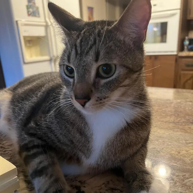 An adult large-sized male Gray / Blue / Silver Domestic Short Hair cat named Yoda for adoption in West Palm Beach, FL