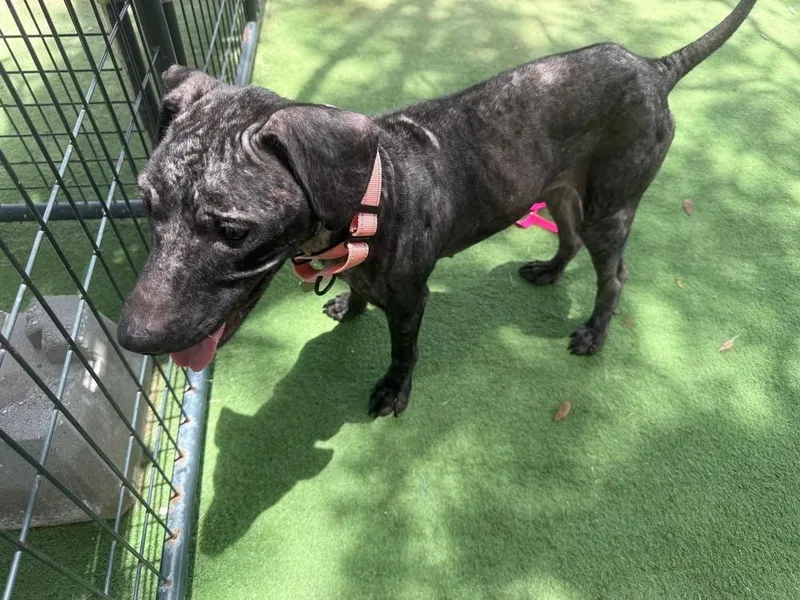 An adult medium-sized male Black American Bulldog dog named Tate for adoption in Lakeland, FL