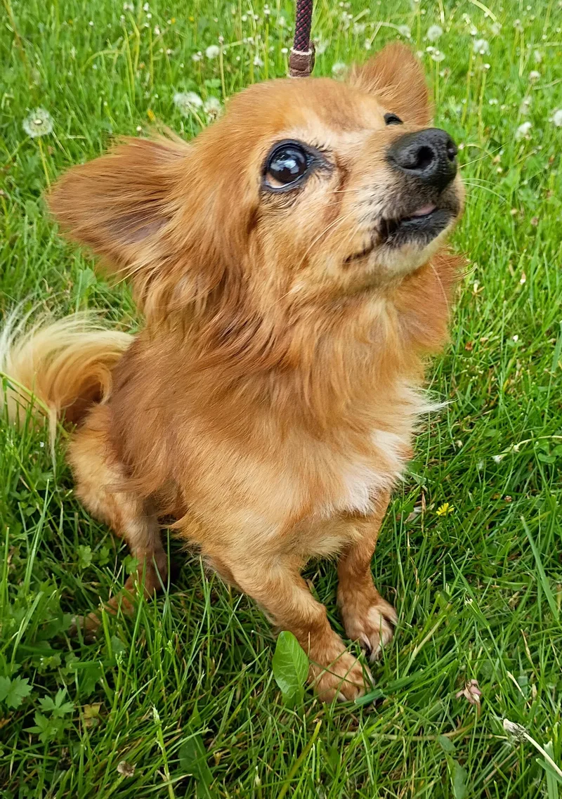 A senior small-sized male Golden Chihuahua dog named Paco for adoption in Maynardville, TN