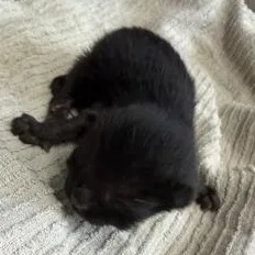 A baby medium-sized female Black Domestic Short Hair cat named Arianna for adoption in Rapid City, SD