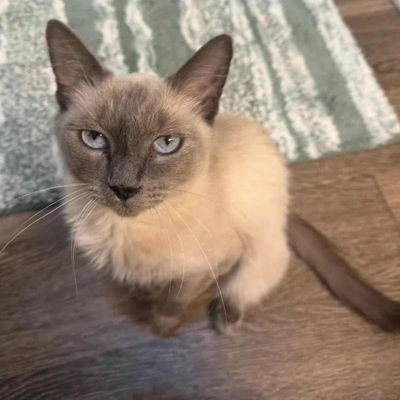 An adult medium-sized female Lilac Point Domestic Short Hair cat named Simi Leonhardt for adoption in Morrison, CO