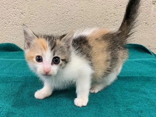 A baby small-sized female Domestic Short Hair cat named Alice for adoption in Moreno Valley, CA