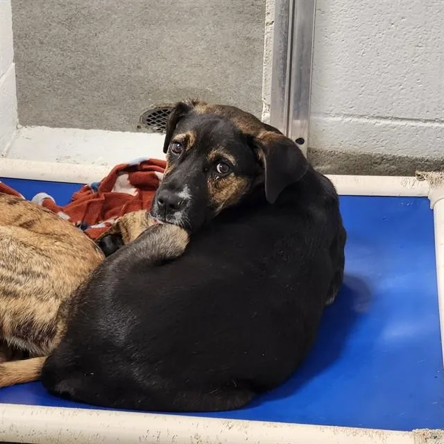 A young medium-sized male Hound dog named Fred for adoption in Huntsville, AL