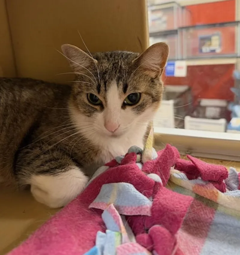 An adult medium-sized female Domestic Short Hair cat named Little for adoption in Wheaton, IL