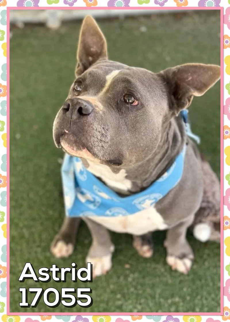 Astridnola