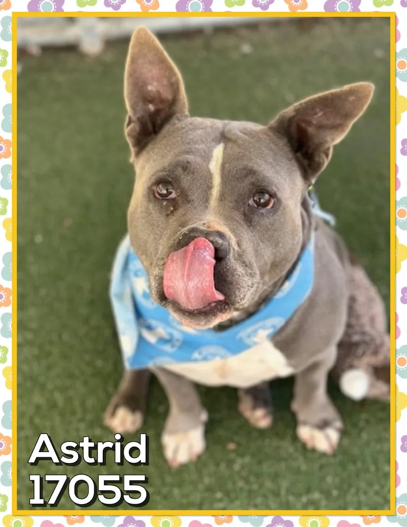 Astridnola thumbnail 2