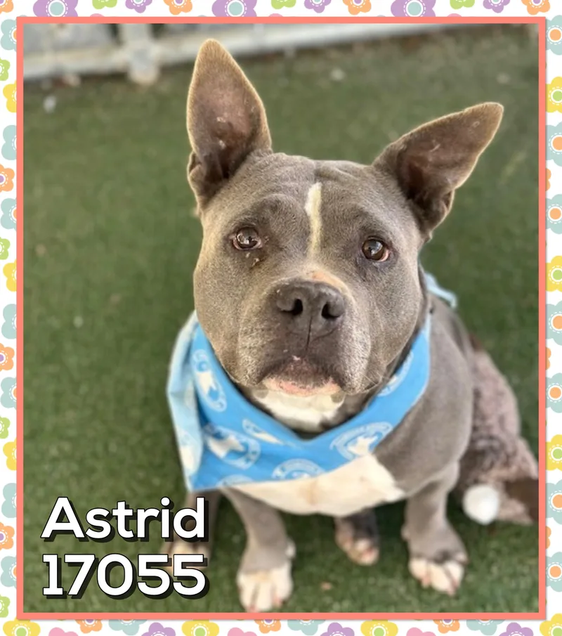 Astridnola thumbnail 3