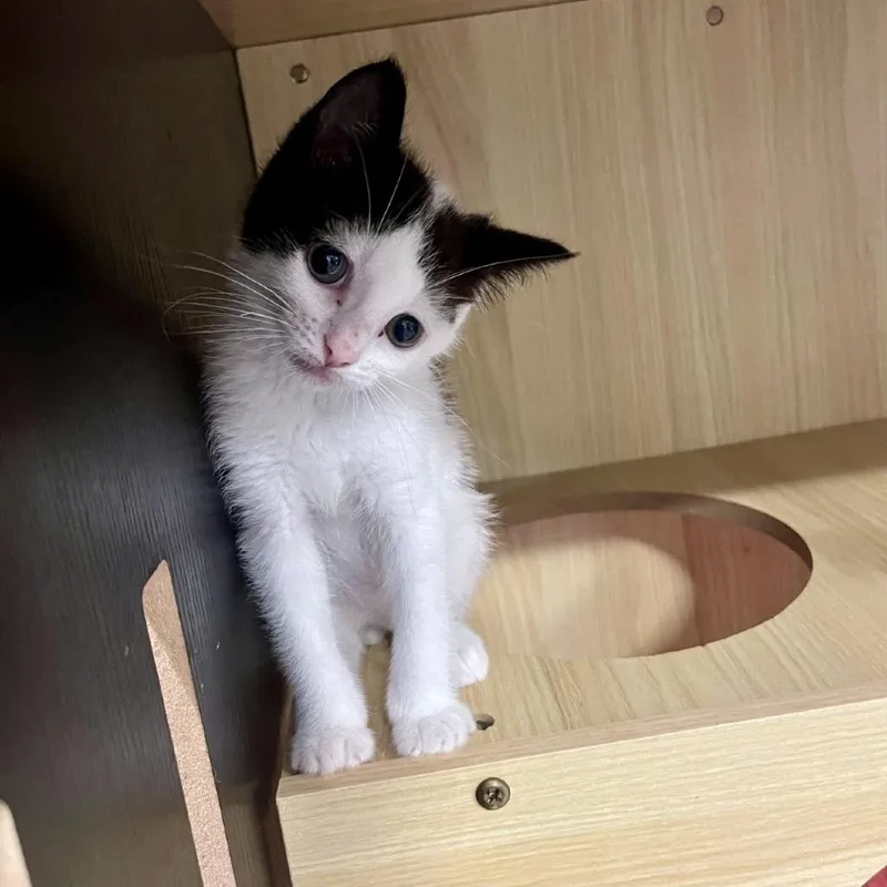 A baby small-sized male White Domestic Short Hair cat named Billy for adoption in Tyrone, GA