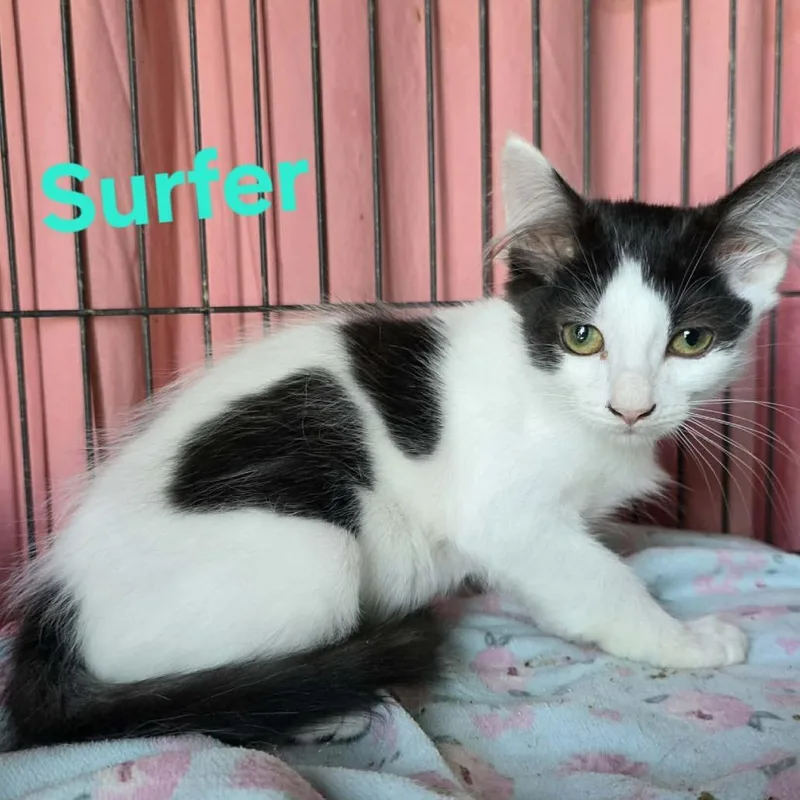 A baby small-sized female White Domestic Medium Hair cat named Surfer for adoption in Wilmington, DE