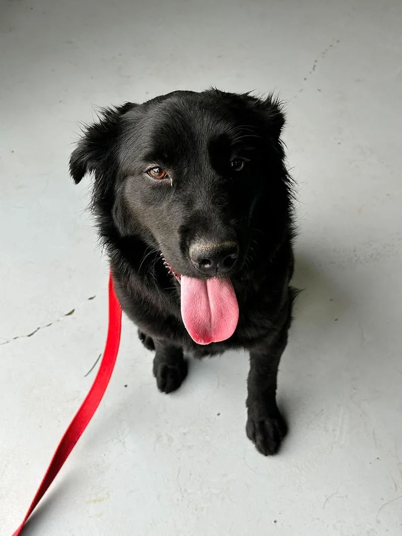 A young medium-sized female Black Flat-Coated Retriever dog named Mystique for adoption in Brunswick, OH