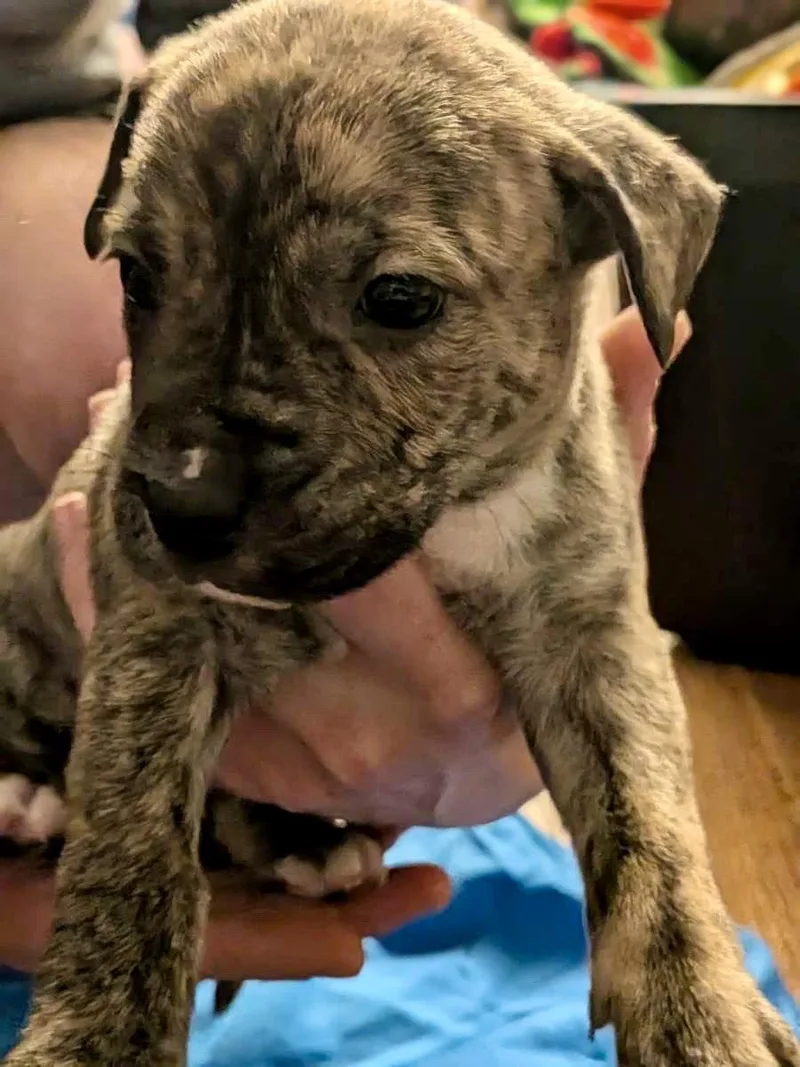 A baby medium-sized male Boxer dog named Lucky for adoption in Herndon, VA