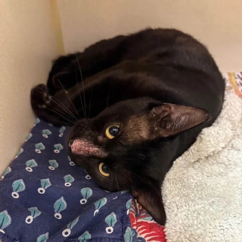 An adult large-sized male Black Domestic Short Hair cat named Yogi for adoption in Port Charlotte, FL