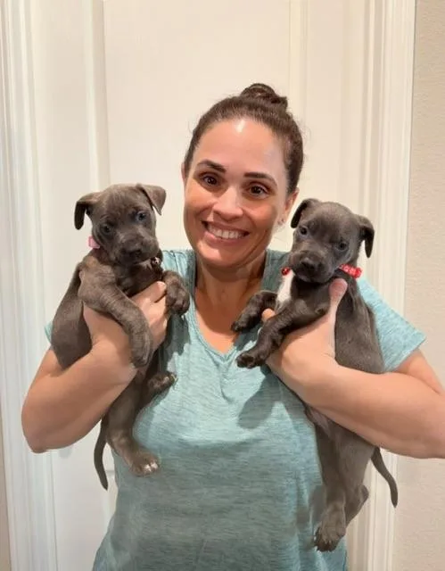 A baby medium-sized male Gray / Blue / Silver Pit Bull Terrier dog named Bosa for adoption in Lafayette, CA