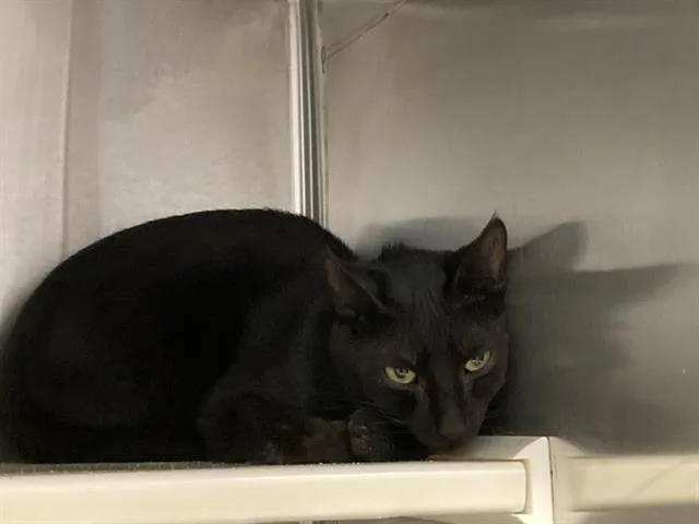 An adult medium-sized male Domestic Short Hair cat named Robin Hood for adoption in Tustin, CA