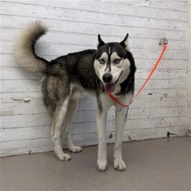 A young large-sized male Siberian Husky dog named Juan for adoption in San Bernardino, CA