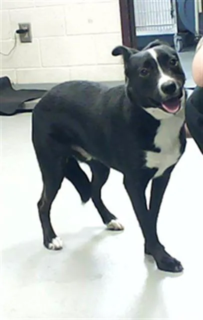 A young small-sized male Siberian Husky dog named Oswald for adoption in Fayetteville, NC