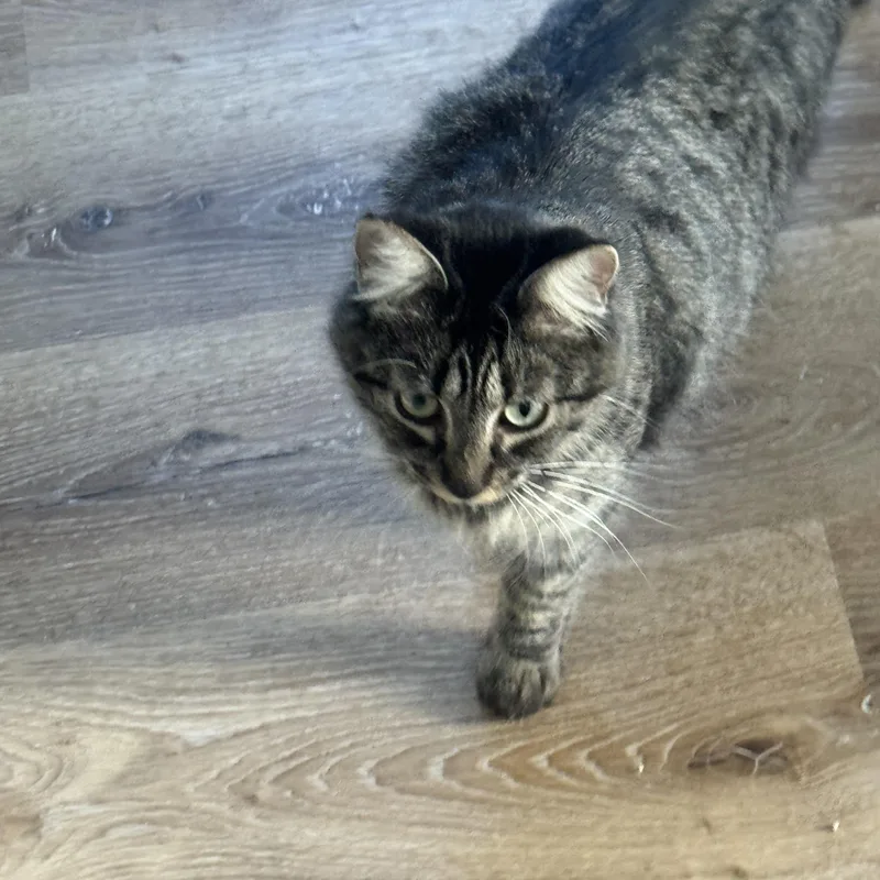 A young small-sized female Domestic Medium Hair cat named Angel for adoption in Charlotte, NC