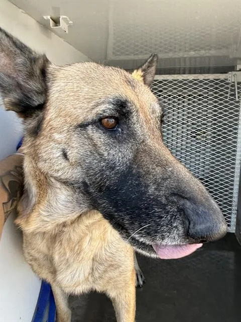 An adult medium-sized female German Shepherd Dog dog named Bailey for adoption in Bakersfield, CA