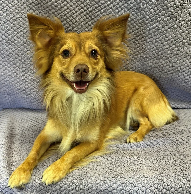 A young small-sized male Tricolor (Brown, Black, & White) Pomeranian dog named Brutus for adoption in Lodi, CA