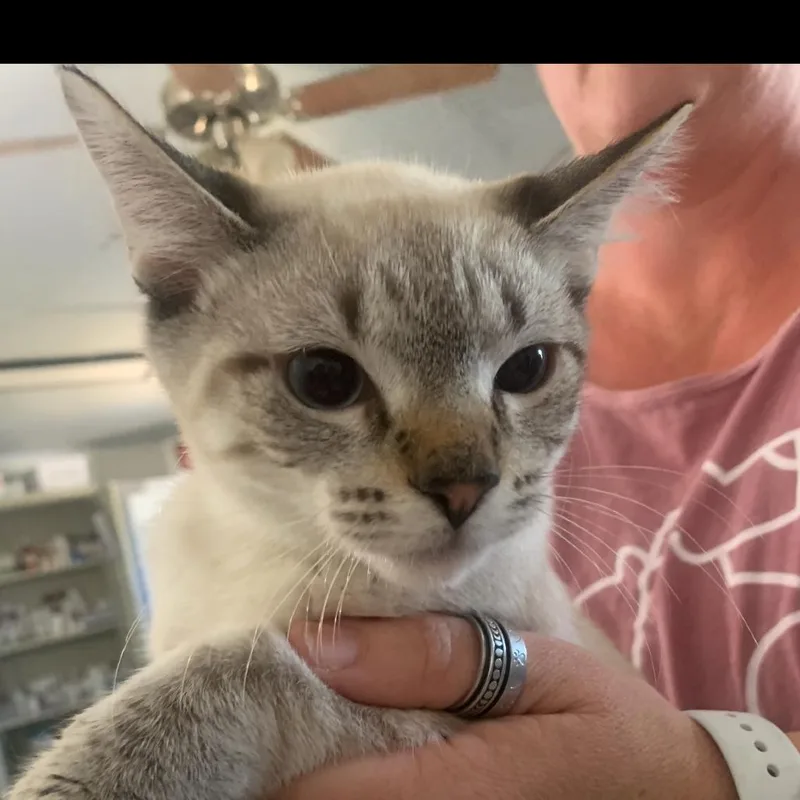 A baby medium-sized male Domestic Short Hair cat named Stalin for adoption in Hattiesburg, MS
