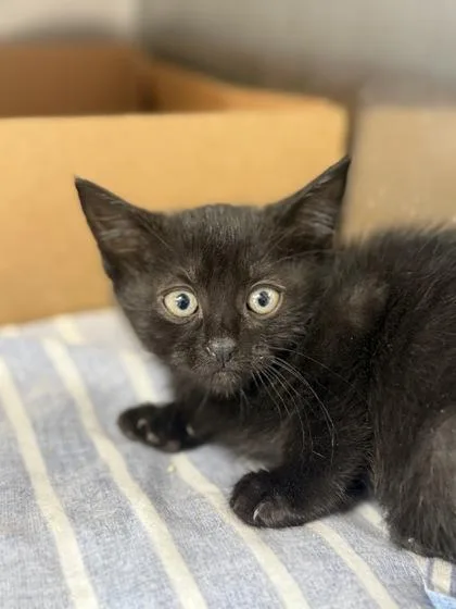 A baby small-sized male Domestic Short Hair cat named Blissful Beans for adoption in West Chester, PA