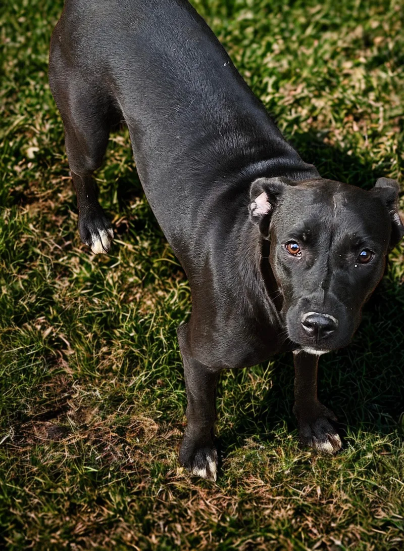 A young medium-sized female Black German Shepherd Dog dog named LilyCO for adoption in Magnolia, TX