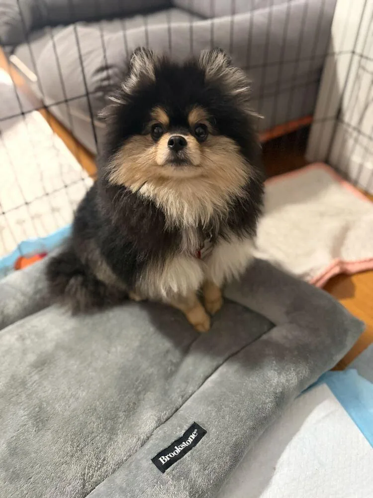 A baby small-sized male Tricolor (Brown, Black, & White) Pomeranian dog named Toto for adoption in Long Island City, NY