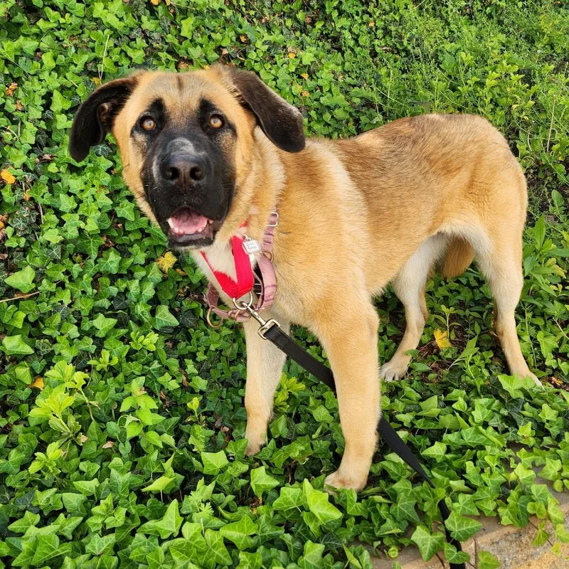 Iris Rose thumbnail 2