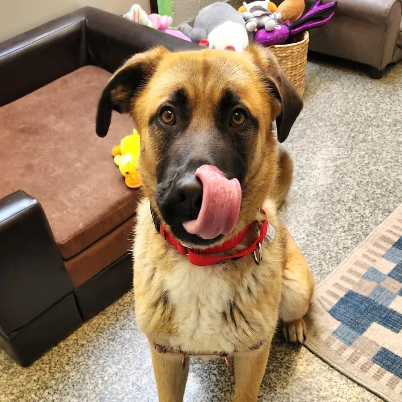 Iris Rose thumbnail 3