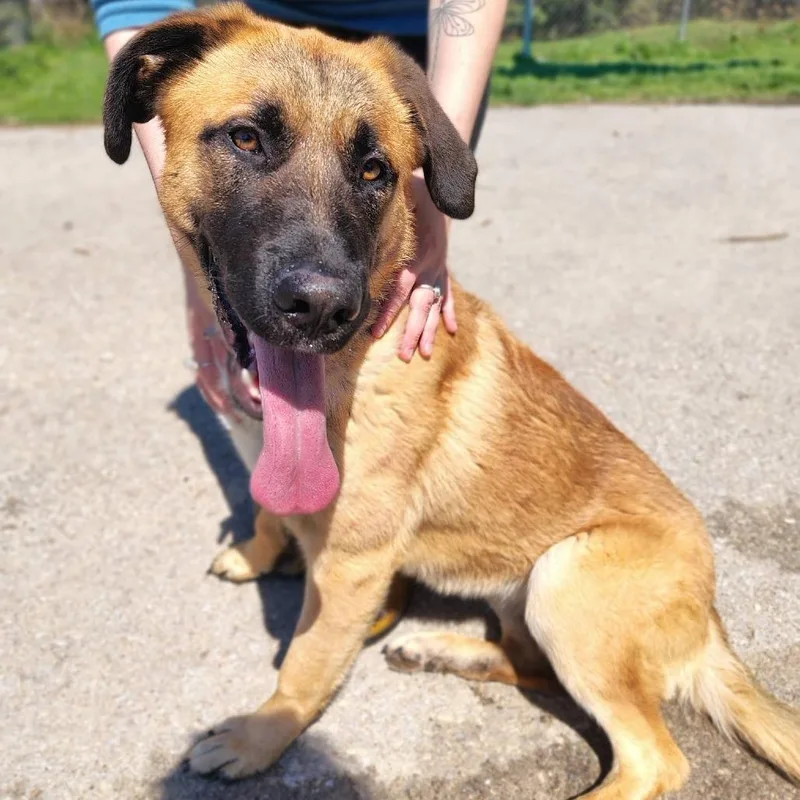 Iris Rose thumbnail 4