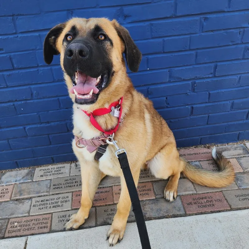 Iris Rose thumbnail 5