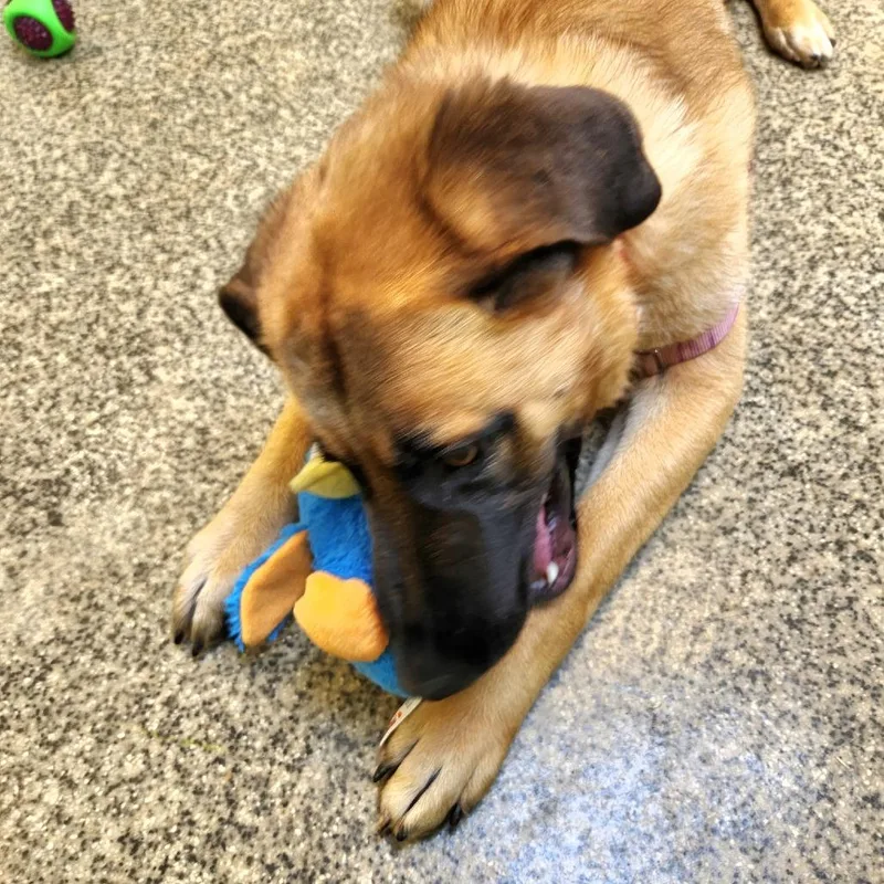 Iris Rose thumbnail 6