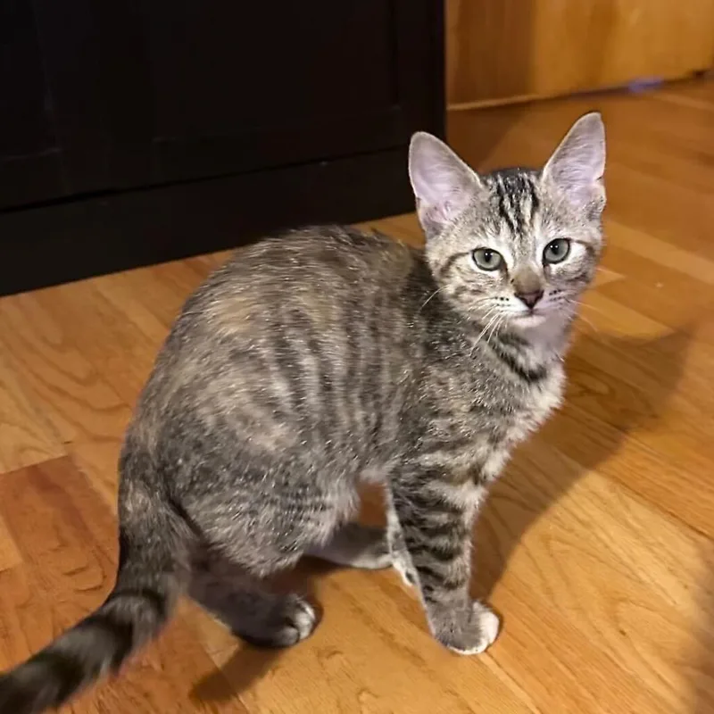 A baby small-sized female Brown / Chocolate Domestic Short Hair cat named Auburn for adoption in Louisville, KY