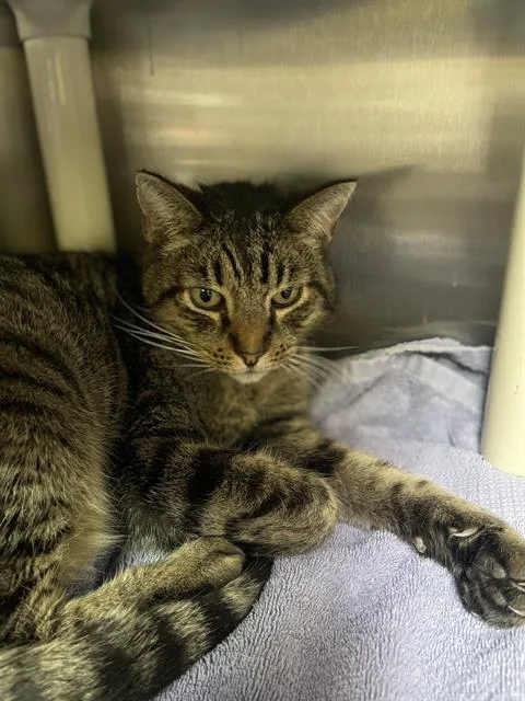 A senior small-sized male Domestic Short Hair cat named Tom for adoption in Alameda, CA