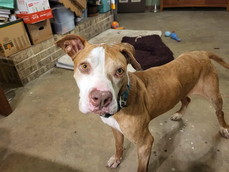 An adult medium-sized female Pit Bull Terrier dog named Carl for adoption in Jacksonville, TX