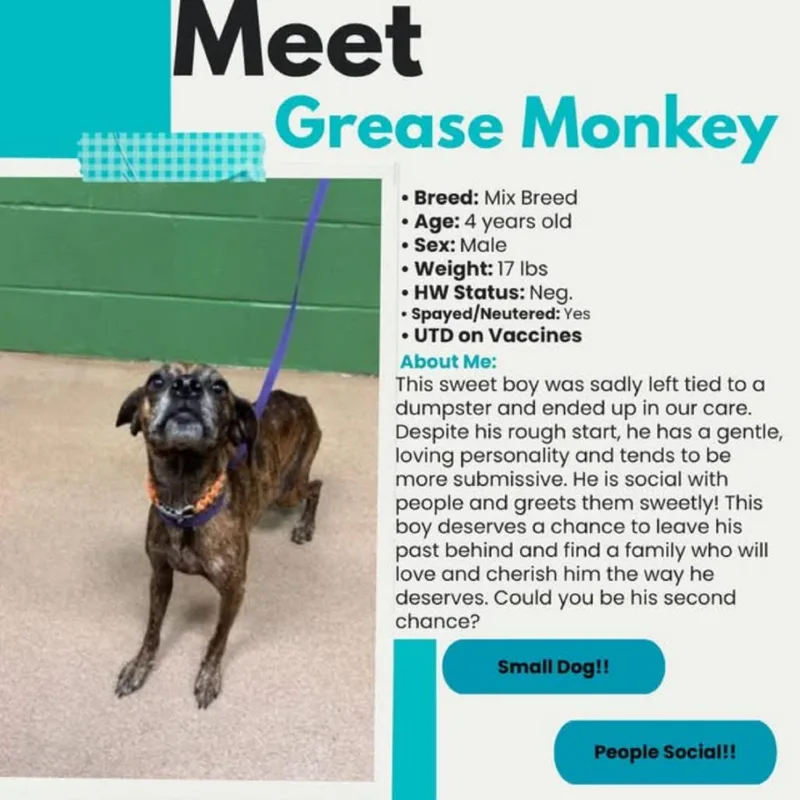 An adult small-sized male Brindle Mixed Breed dog named Grease Monkey for adoption in Rockville, MD