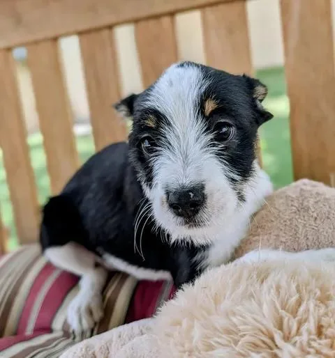 A young medium-sized female Terrier dog named D for adoption in Ridgecrest, CA