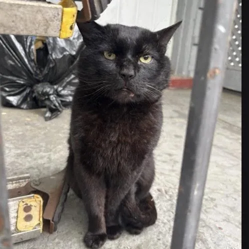 An adult small-sized male Black Domestic Short Hair cat named Jinx for adoption in Brooklyn, NY
