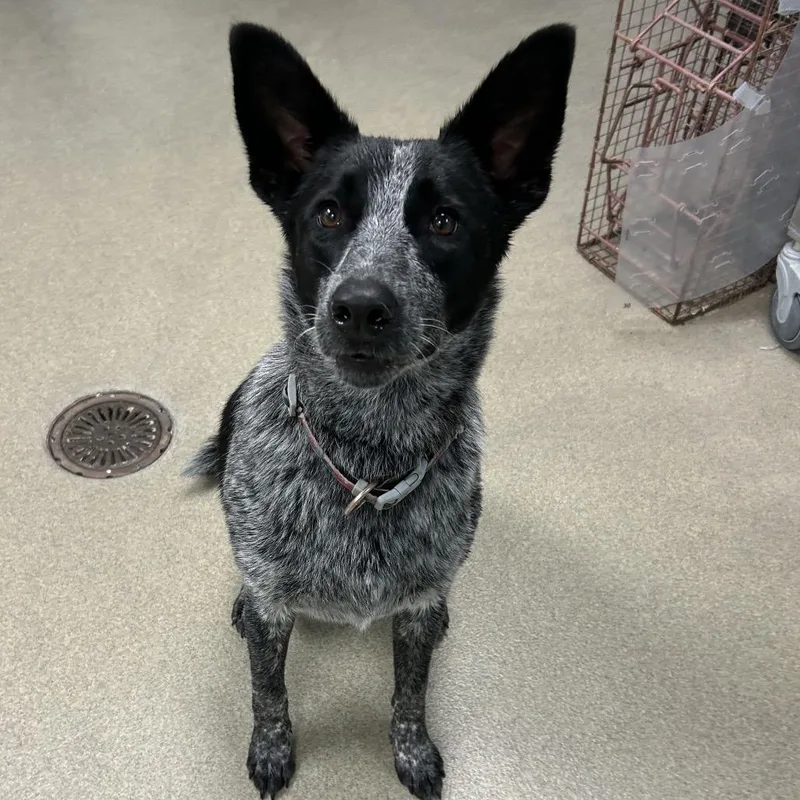 A young large-sized female Australian Cattle Dog / Blue Heeler dog named Nova for adoption in Waukesha, WI