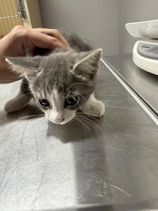 A baby small-sized female Domestic Short Hair cat named Aurora for adoption in Pequot Lakes, MN