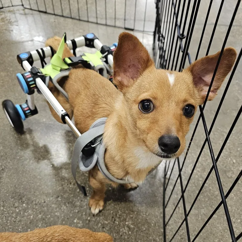 A young small-sized male Yellow / Tan / Blond / Fawn Chihuahua dog named Pepe for adoption in Apple Valley, CA