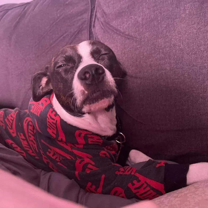 An adult small-sized female Brindle Pit Bull Terrier dog named Echo for adoption in Lynchburg, VA