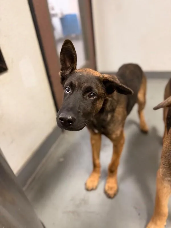 A baby large-sized male Brown / Chocolate Shepherd dog named Pumpkin for adoption in Van Nuys, CA