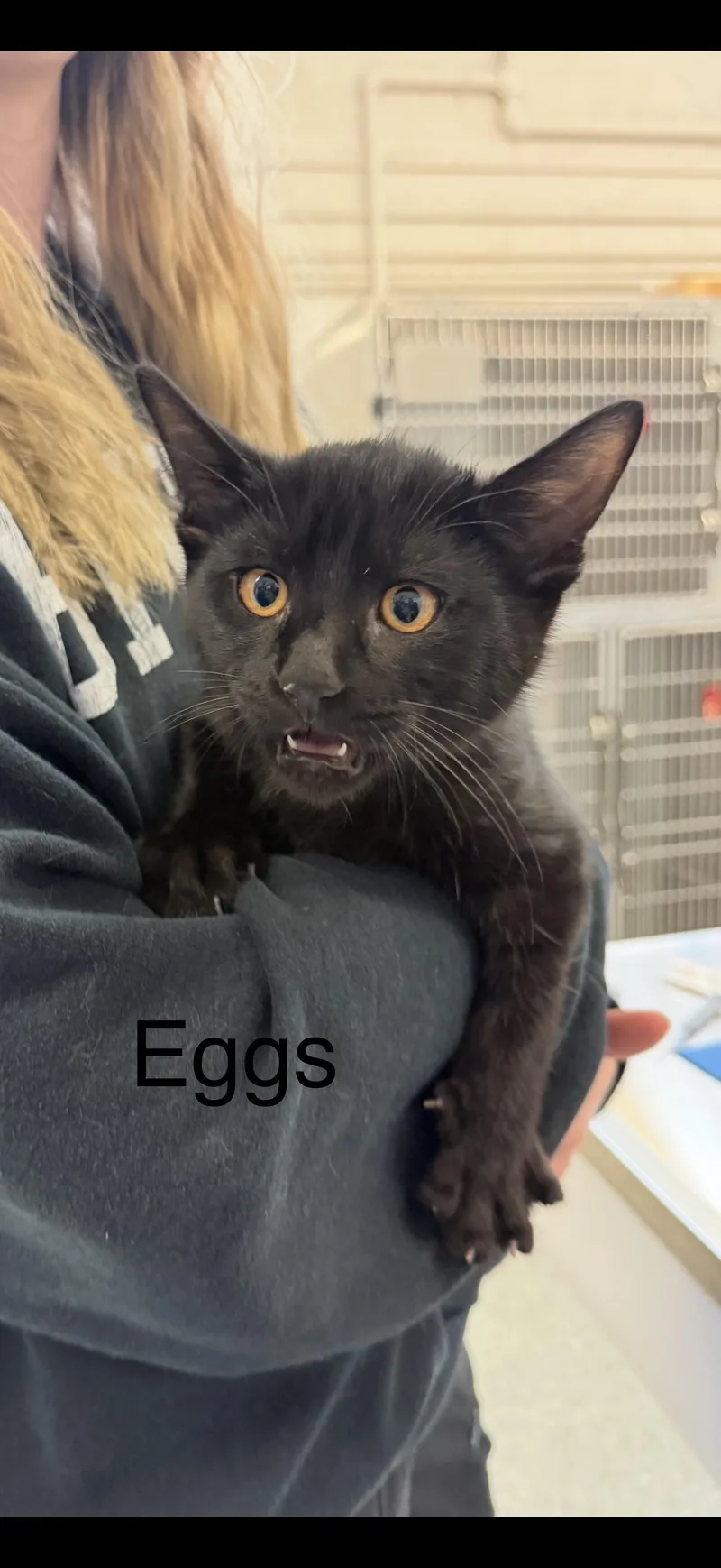 Eggs