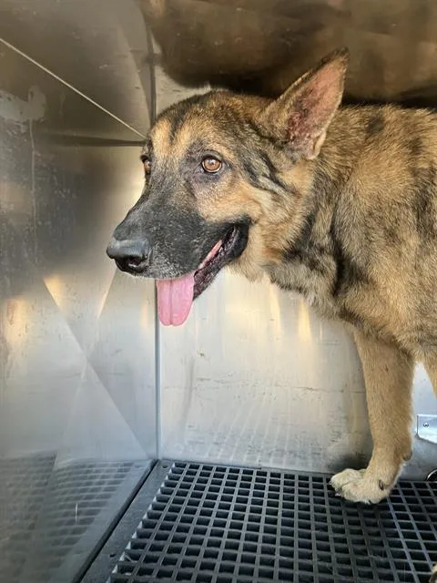 An adult large-sized male Mixed Breed dog named Biggs for adoption in Dallas, TX