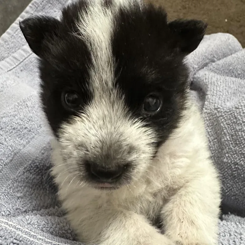 A baby medium-sized female White / Cream Husky dog named Jane for adoption in Phoenix, AZ