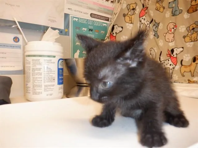 A baby small-sized female Domestic Short Hair cat named Cherry for adoption in San Jose, CA